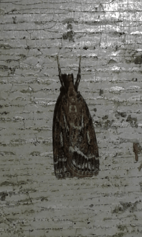 Crambidae : Eudonia sp.?  S